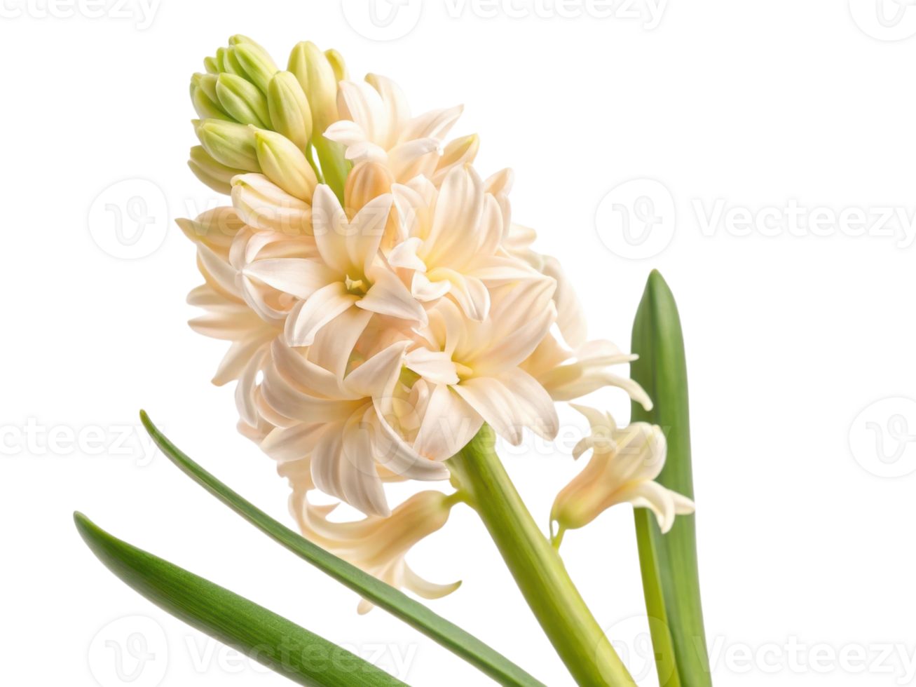 beautiful hyacinth flower blooms gracefully with soft petals and vibrant green leaves, showcasing nature elegance and charm png