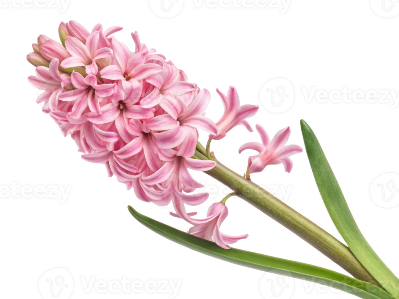 beautiful hyacinth flower showcases delicate pink petals and lush green leaves, creating vibrant and cheerful display in any garden png