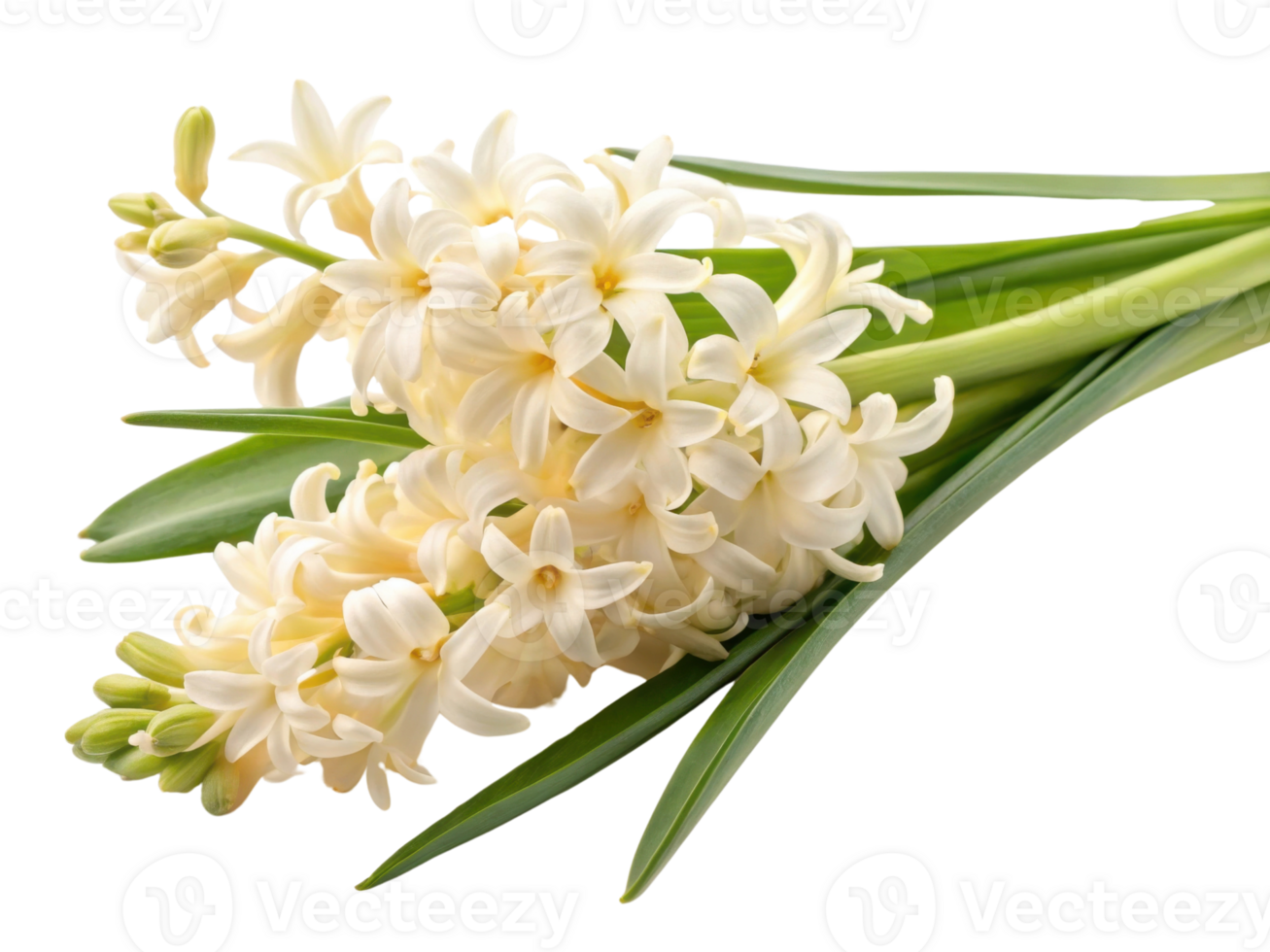 Beautiful hyacinth flowers in soft white hues create serene and elegant display, perfect for brightening any space png