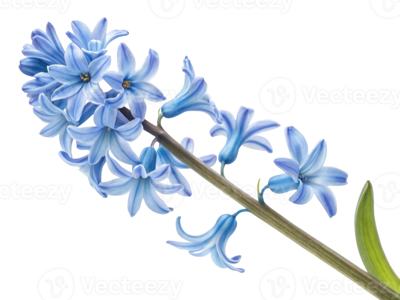 stunning hyacinth flower showcases delicate blue petals that create serene and calming atmosphere in any garden or floral arrangement png