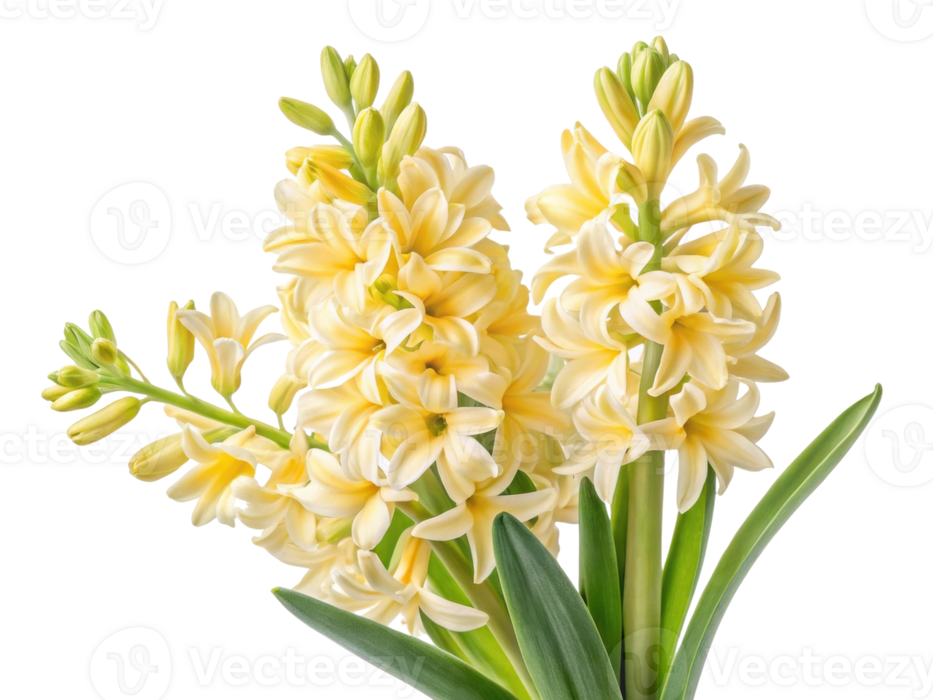 Beautiful hyacinth flowers bloom gracefully, showcasing their delicate petals and vibrant colors, perfect for brightening any space png
