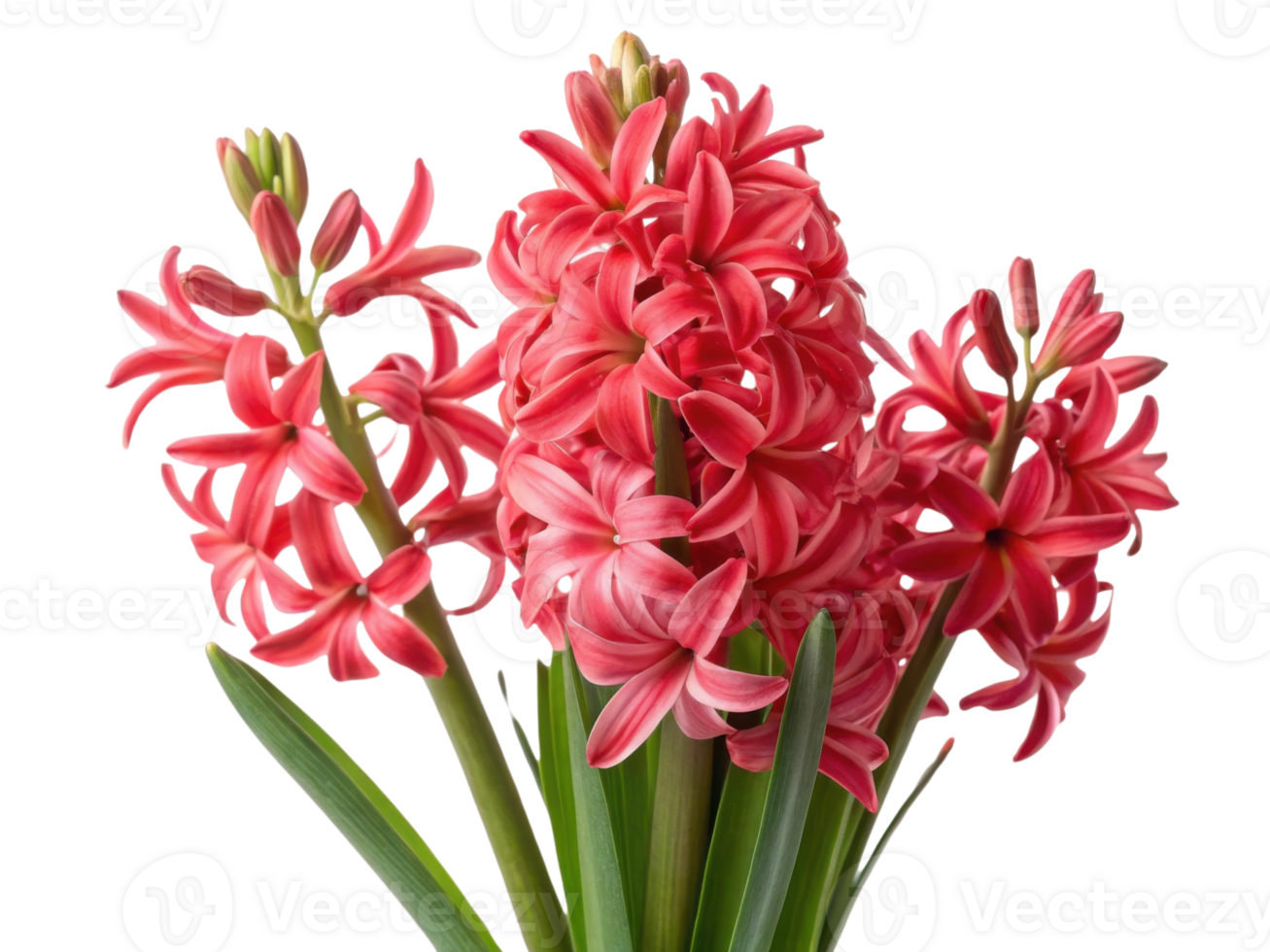 Beautiful hyacinth flowers bloom in vibrant pink hues, showcasing their delicate petals and lush green leaves png