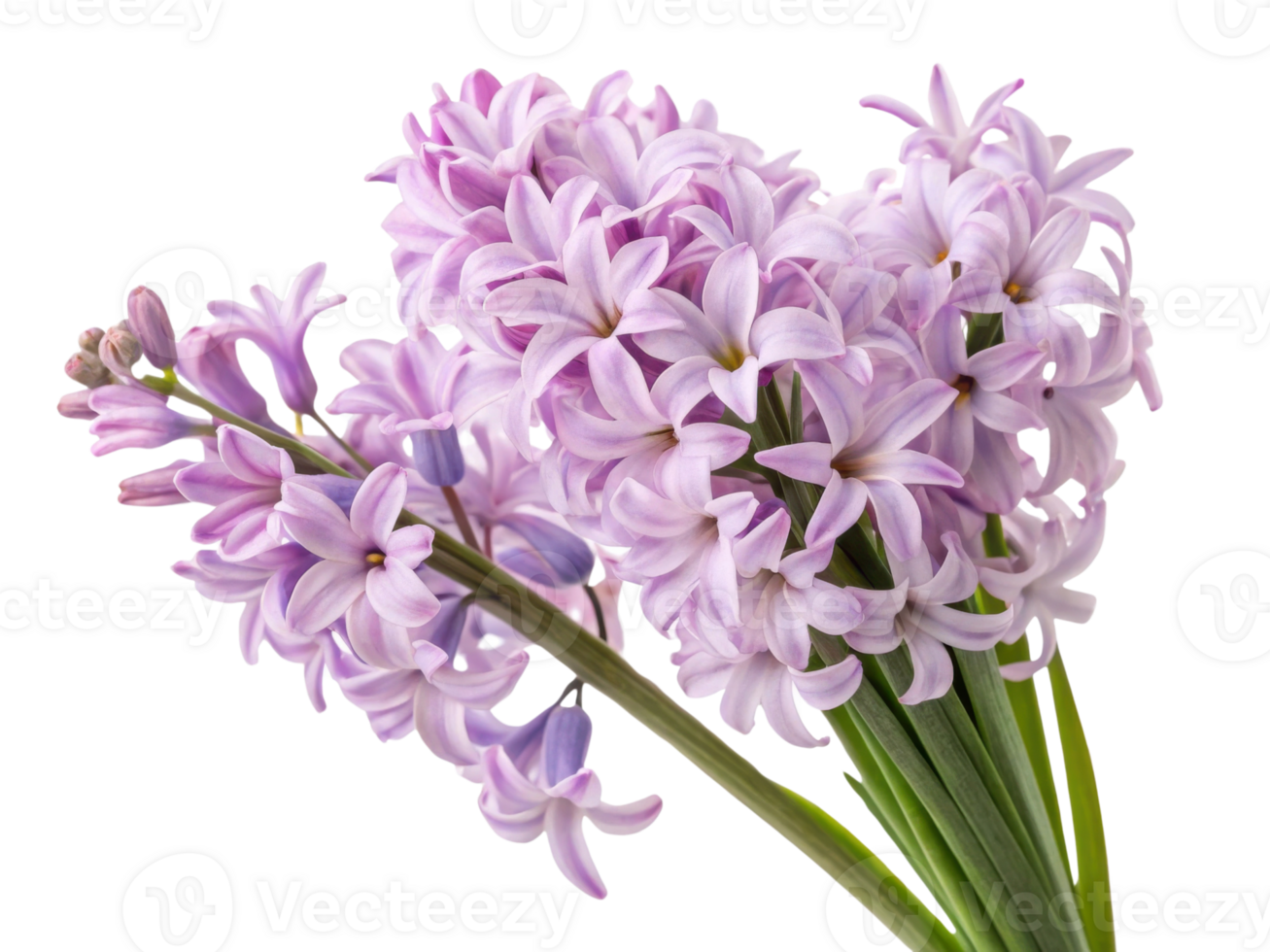 Beautiful hyacinth flowers bloom in soft lavender hues, creating stunning display of nature elegance and charm png