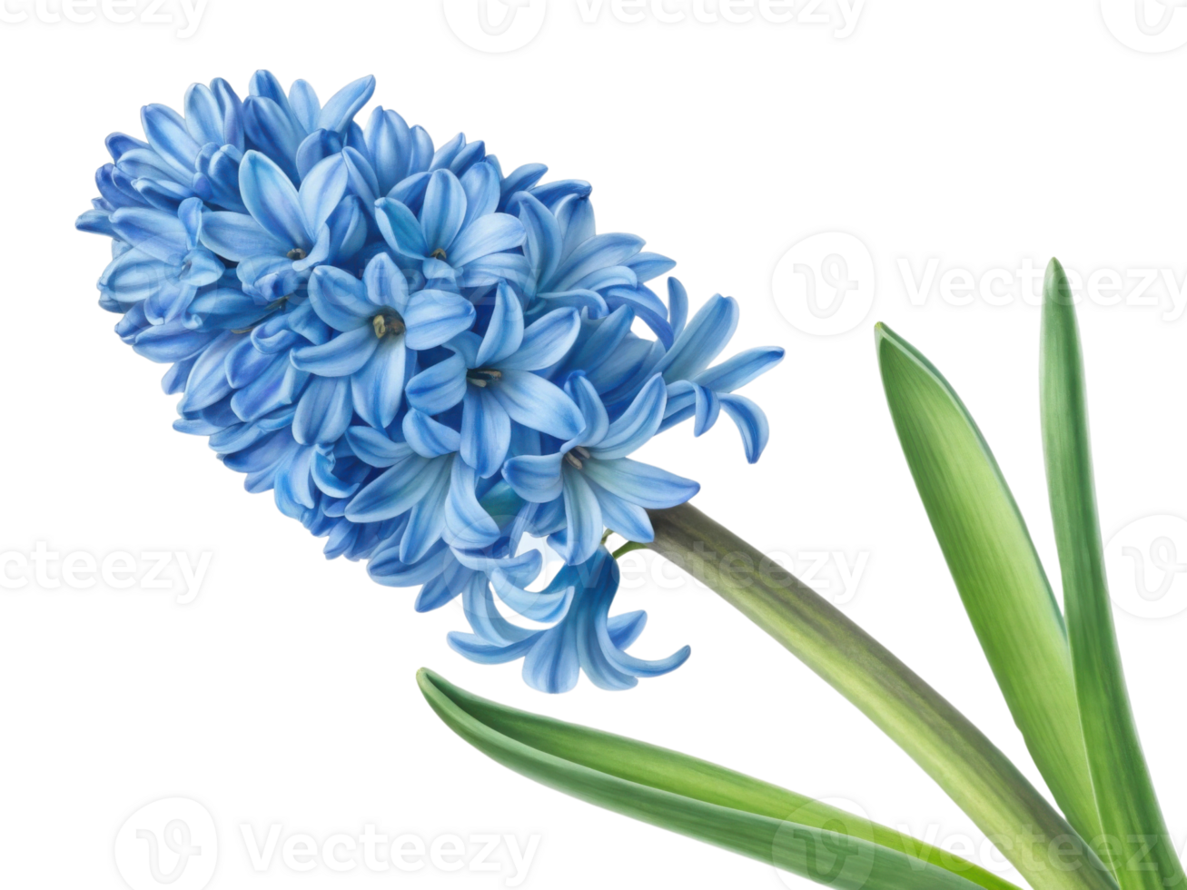 stunning hyacinth flower showcases vibrant blue petals and lush green leaves, creating beautiful and serene natural display png