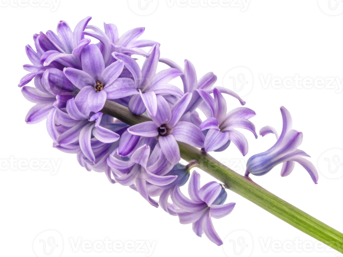 beautiful hyacinth flower showcases delicate purple petals that create stunning visual appeal in any garden or floral arrangement png