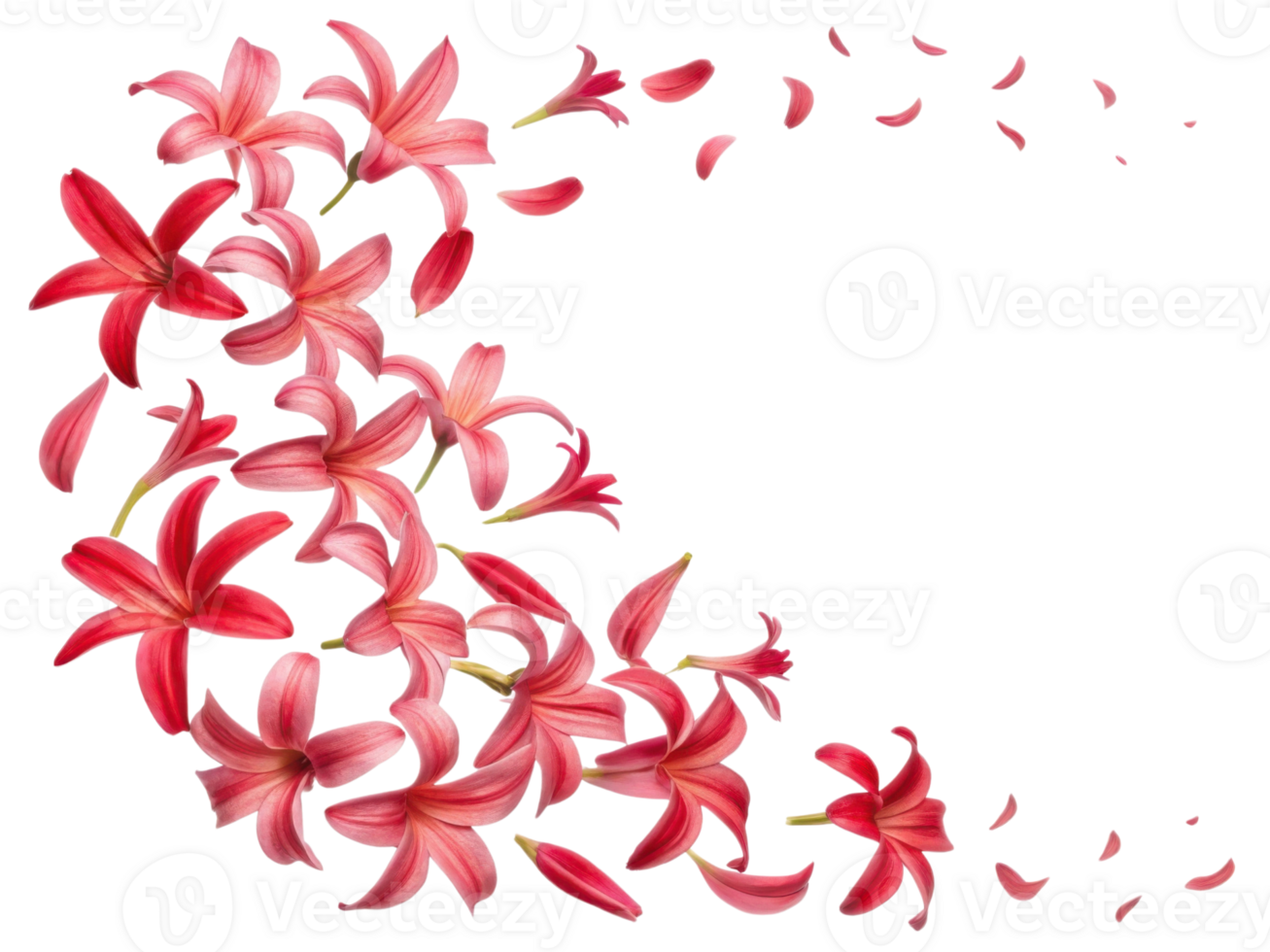 Delicate hyacinth flowers bloom gracefully, creating vibrant display of nature beauty and elegance png