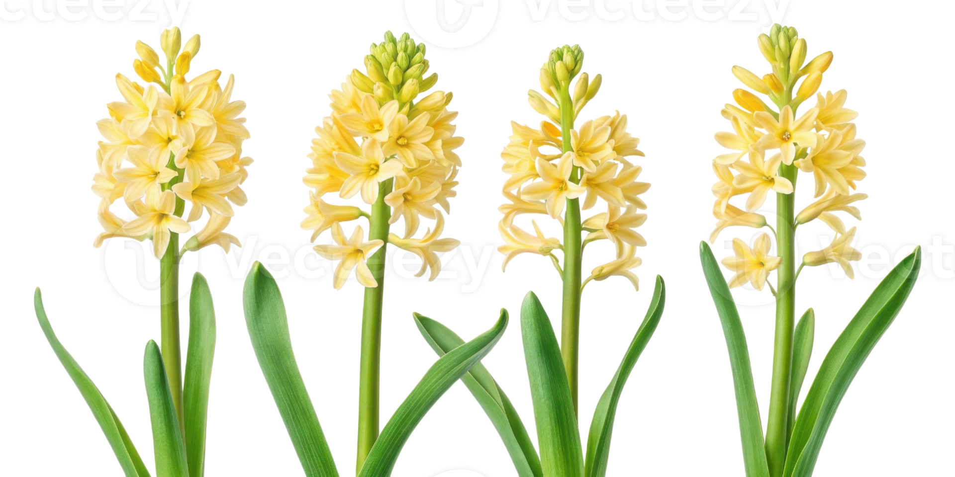 Beautiful hyacinth flowers bloom gracefully, showcasing their vibrant yellow petals and lush green leaves in stunning display of nature beauty png