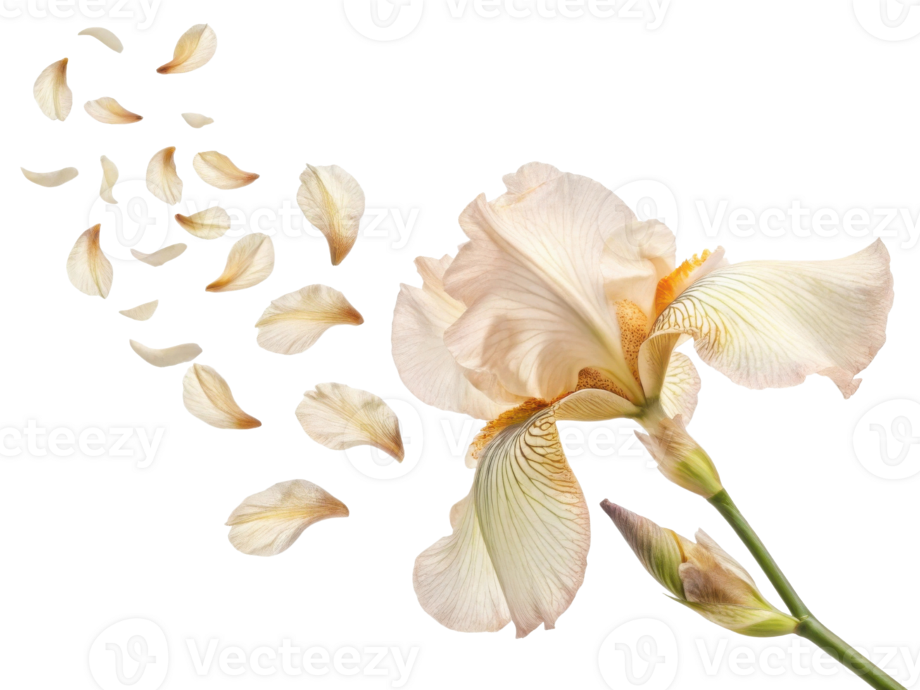 delicate iris flower gracefully releases its soft petals, creating serene and enchanting atmosphere png