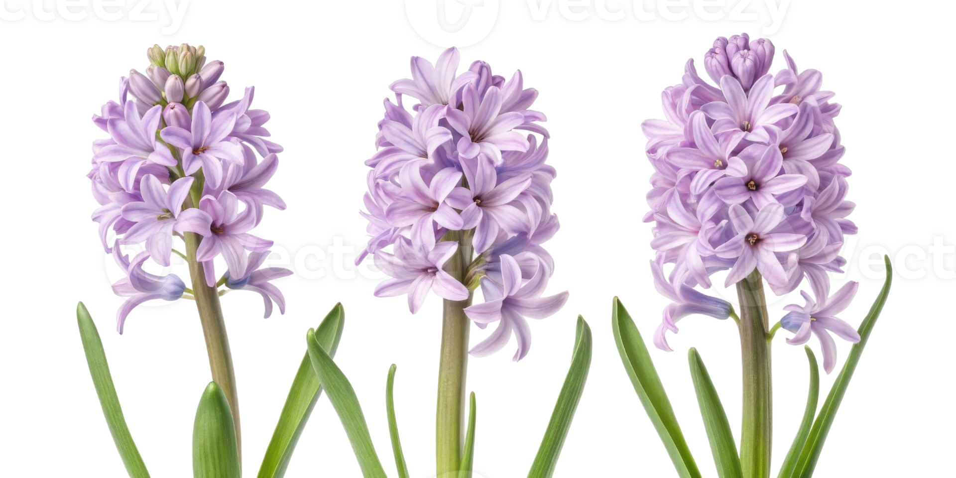 Beautiful hyacinth flowers bloom gracefully, showcasing their delicate petals and vibrant colors in stunning floral display png