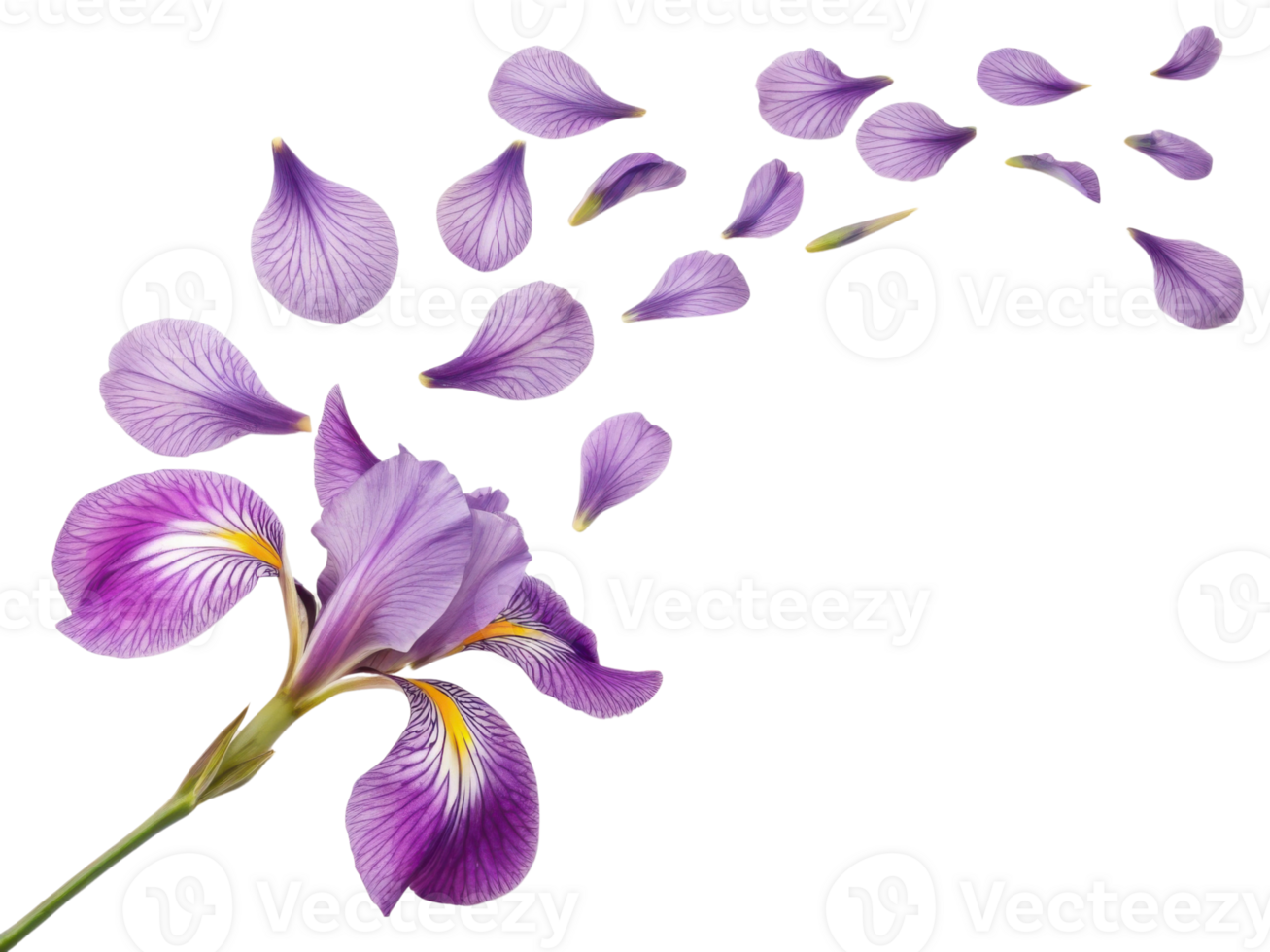 beautiful iris flower with delicate purple petals gracefully disperses into air, creating serene and enchanting atmosphere png