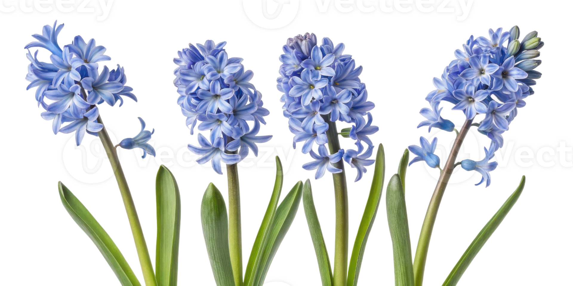 Beautiful hyacinth flowers bloom in shades of blue, showcasing their delicate petals and vibrant colors in stunning display png