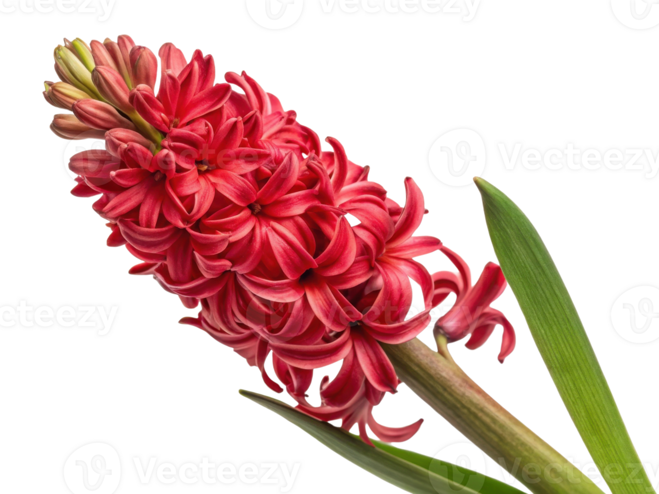 vibrant hyacinth flower showcases stunning red blooms with lush green leaves, creating captivating display of nature beauty png