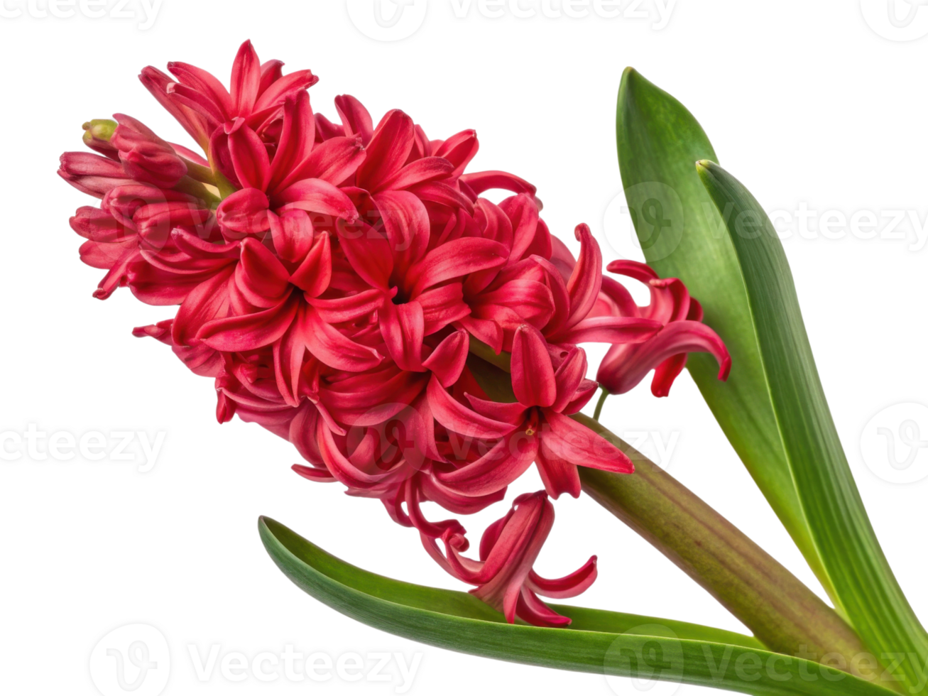 vibrant hyacinth flower showcases its rich red petals and lush green leaves, creating stunning visual display of nature beauty png