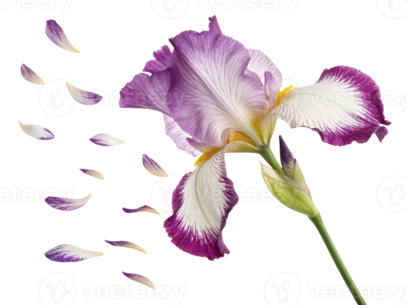 stunning iris flower showcases its vibrant petals in graceful display as delicate petals drift away, creating serene and enchanting scene png