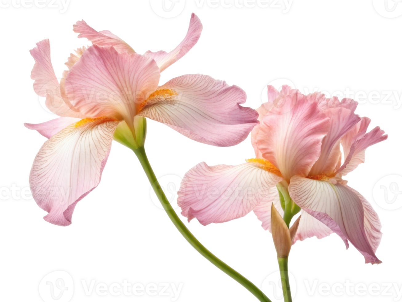 Delicate iris flowers bloom gracefully with soft pink petals showcasing their beauty and elegance in nature vibrant palette png