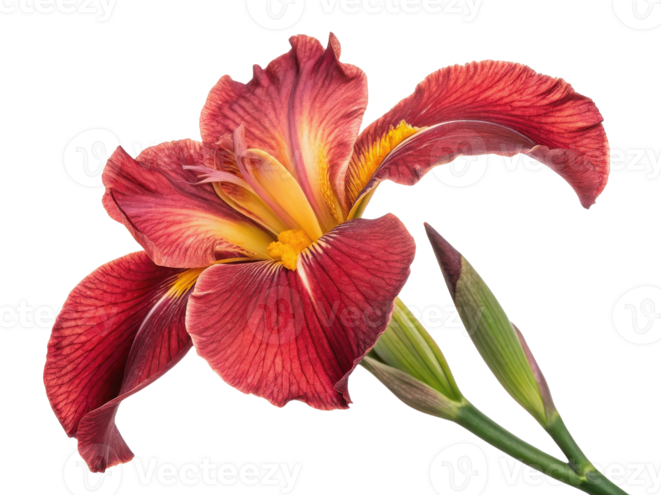 vibrant iris flower showcases stunning red and yellow hues, captivating with its intricate petals and graceful form png