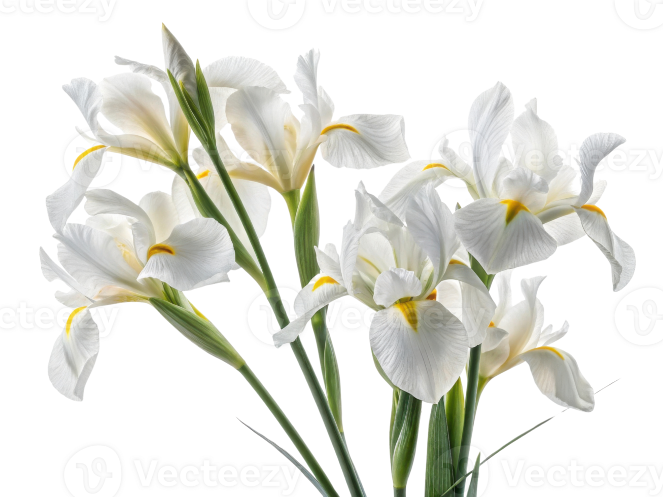 Beautiful white iris flowers bloom gracefully, showcasing their delicate petals and vibrant yellow accents, creating serene and elegant display png