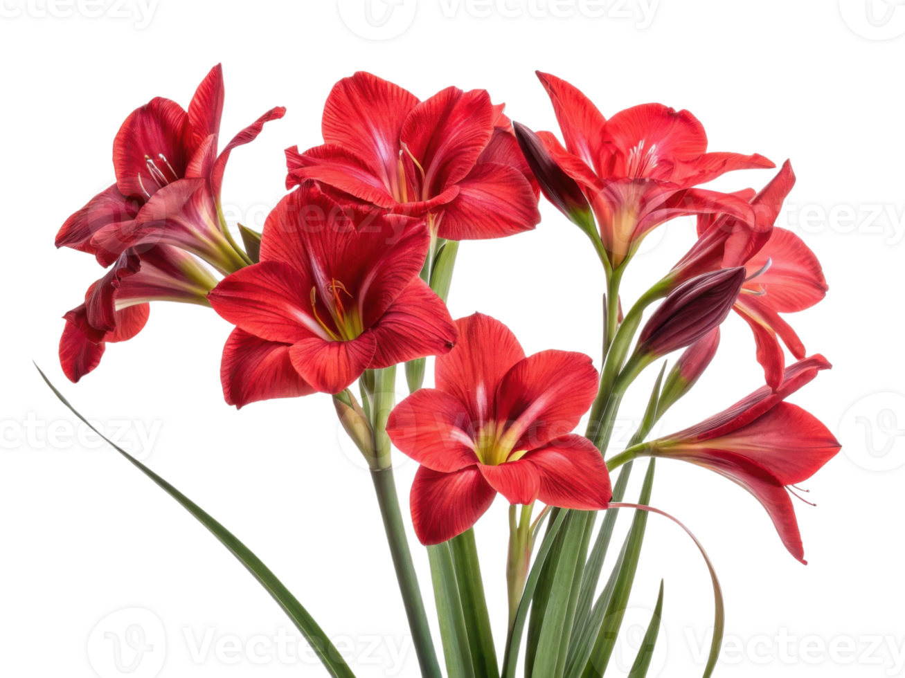 Vibrant red iris flowers bloom beautifully, showcasing their delicate petals and lush green leaves, creating stunning floral display png
