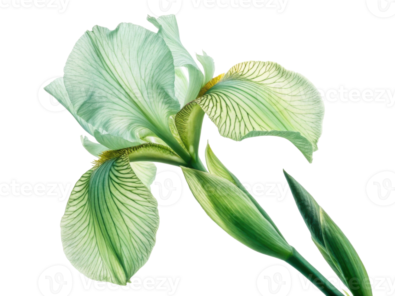 stunning iris flower showcases delicate green and white petals with intricate veining, symbolizing beauty and elegance in nature png