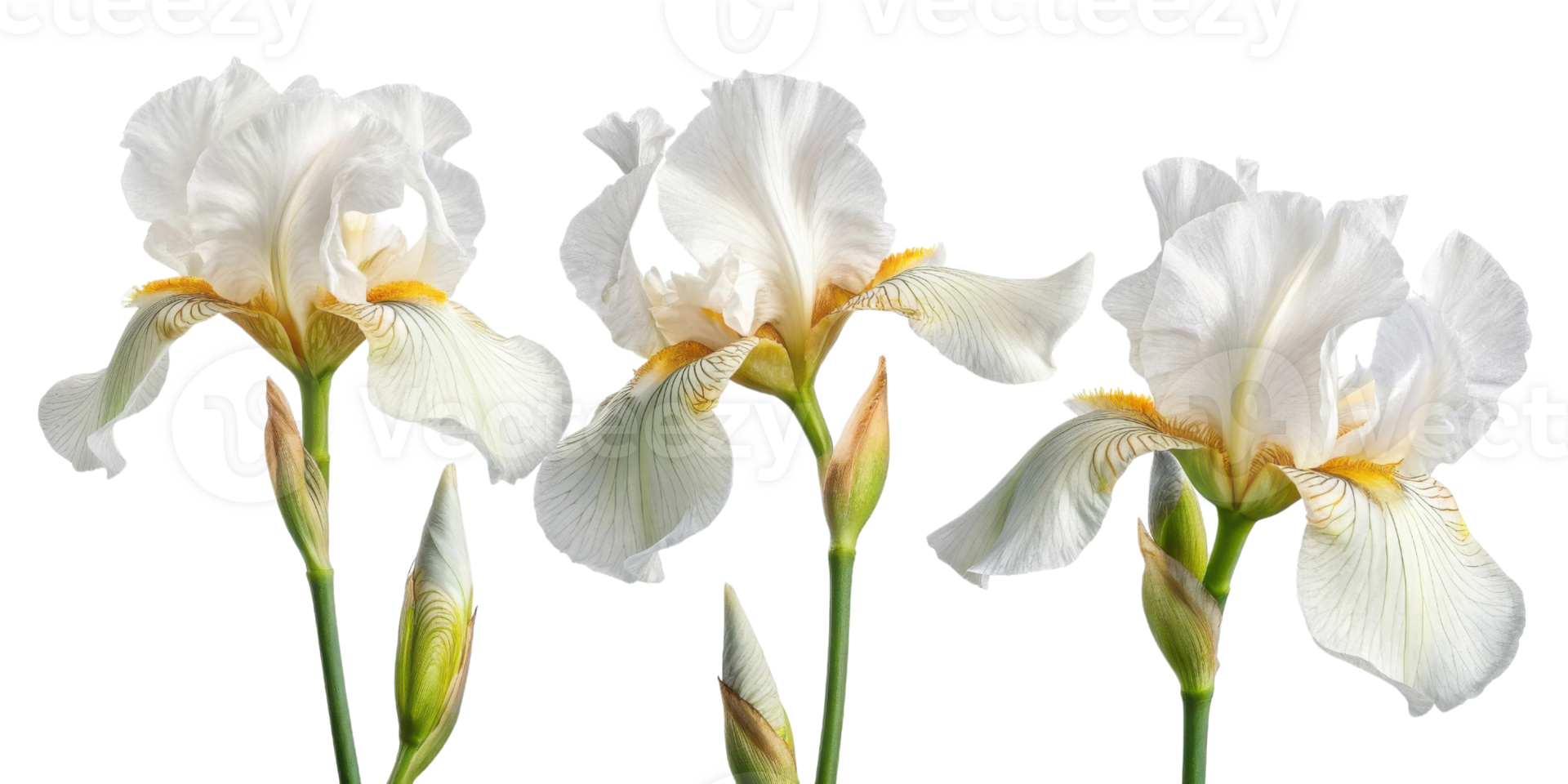 Elegant iris flowers bloom gracefully, showcasing their delicate petals and vibrant colors, creating serene and beautiful atmosphere png
