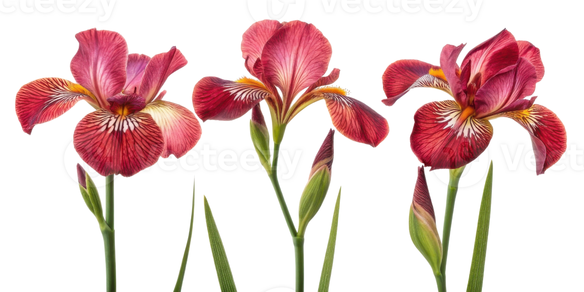 Beautiful iris flowers bloom in vibrant colors showcasing their intricate patterns and delicate petals, creating stunning visual display png