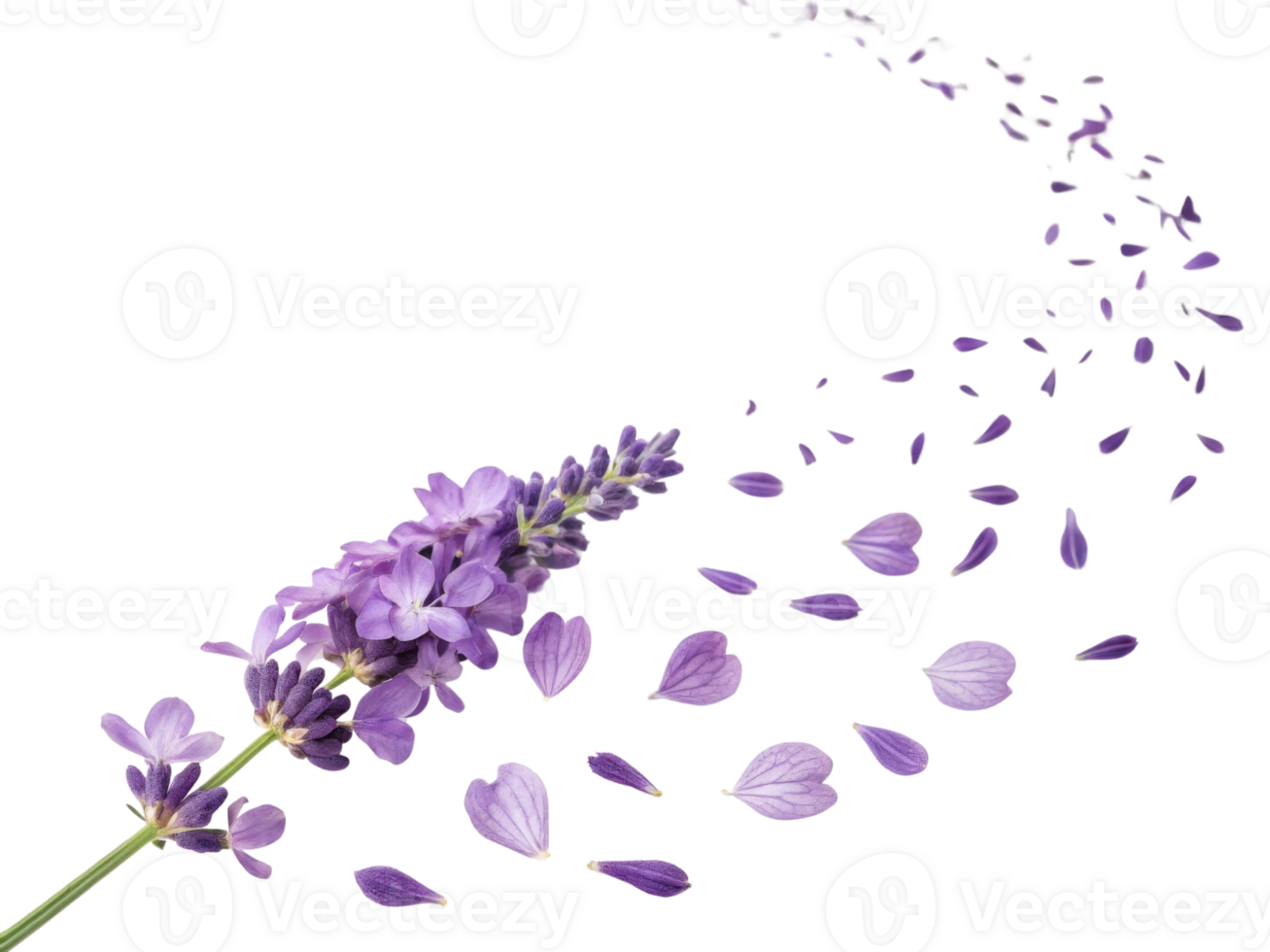 Lavender flowers gracefully release their petals, creating serene and calming atmosphere that enchants senses png