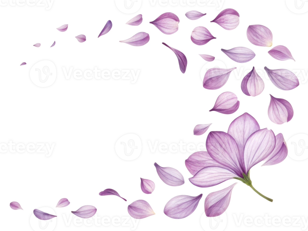 Lavender petals gracefully swirl around beautiful lavender flower creating serene and calming atmosphere png