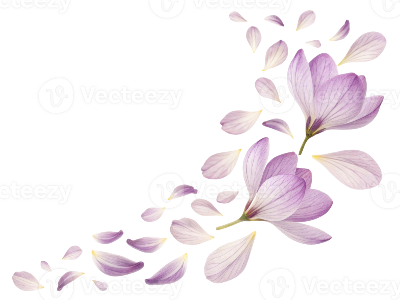 Lavender flowers gracefully scatter, creating serene and calming atmosphere that invites tranquility and beauty into any space png