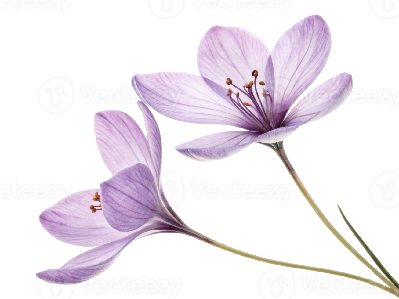 Lavender flowers bloom gracefully with delicate petals showcasing soft purple hues, creating serene and calming atmosphere png