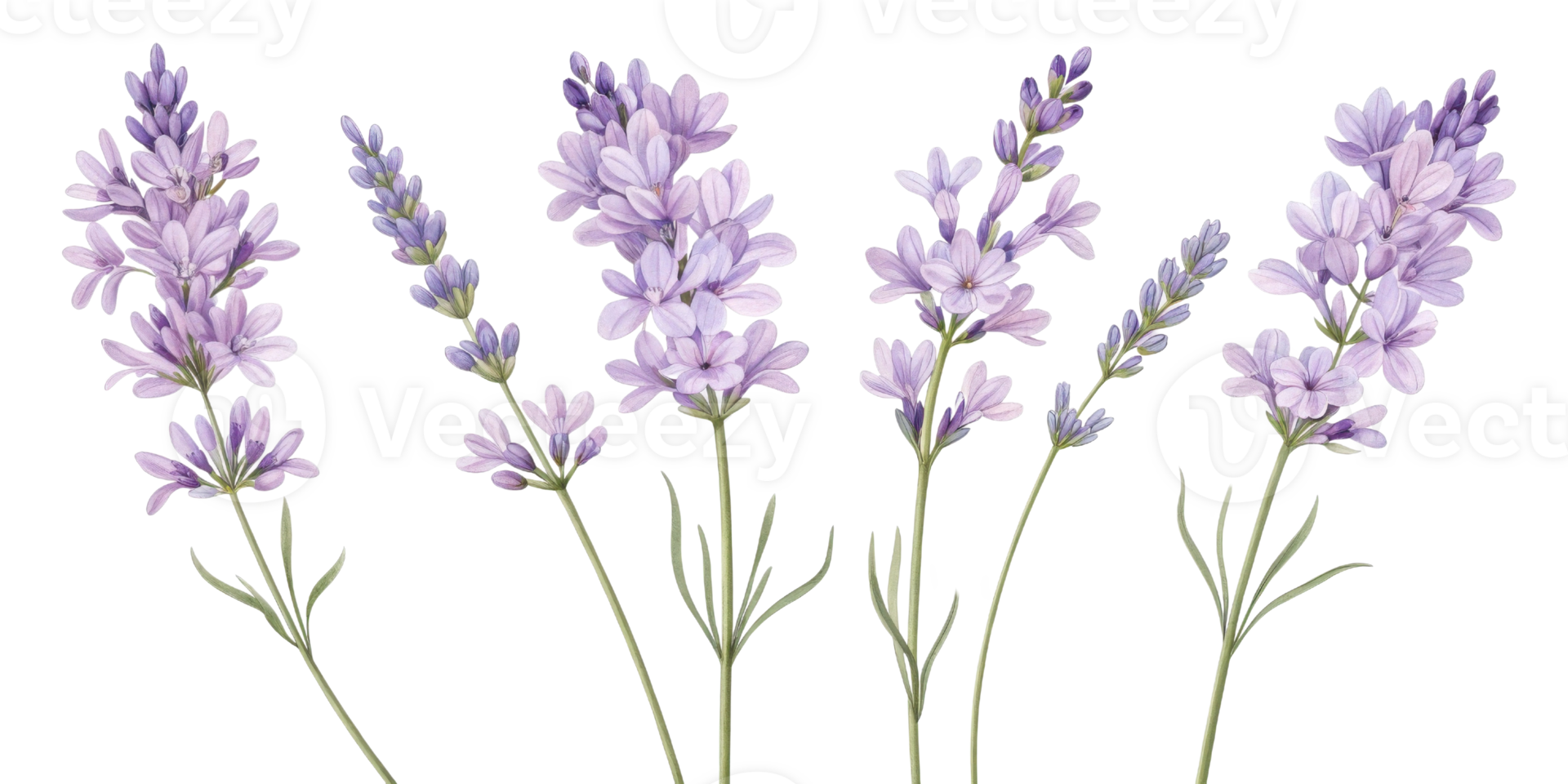 Lavender flowers bloom gracefully in soft purple hues creating serene and calming atmosphere perfect for any garden or decor png