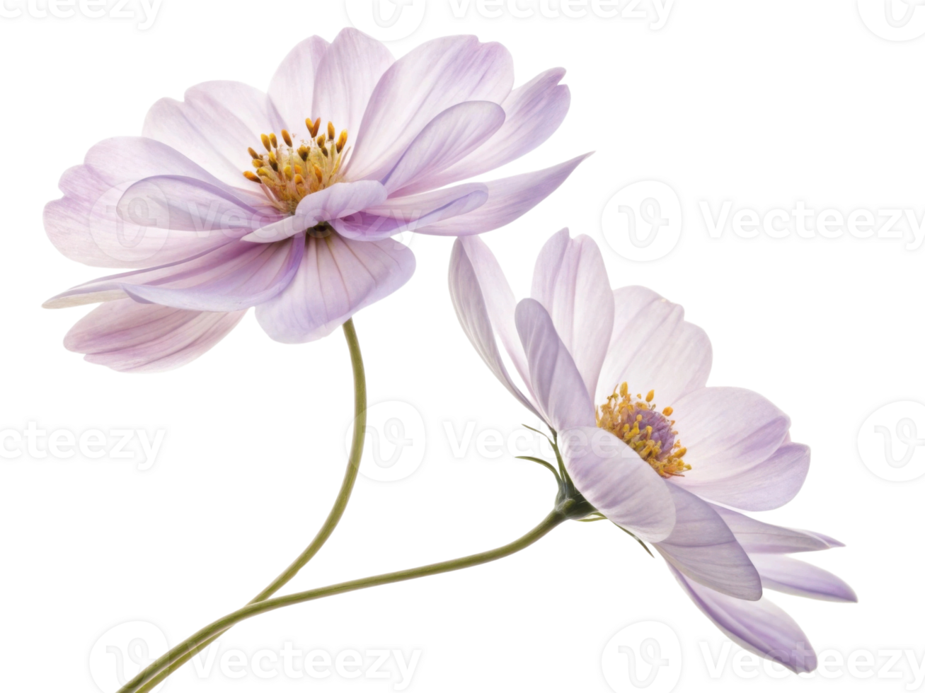 Lavender flowers bloom gracefully, showcasing their delicate petals and vibrant beauty in serene display of nature artistry png