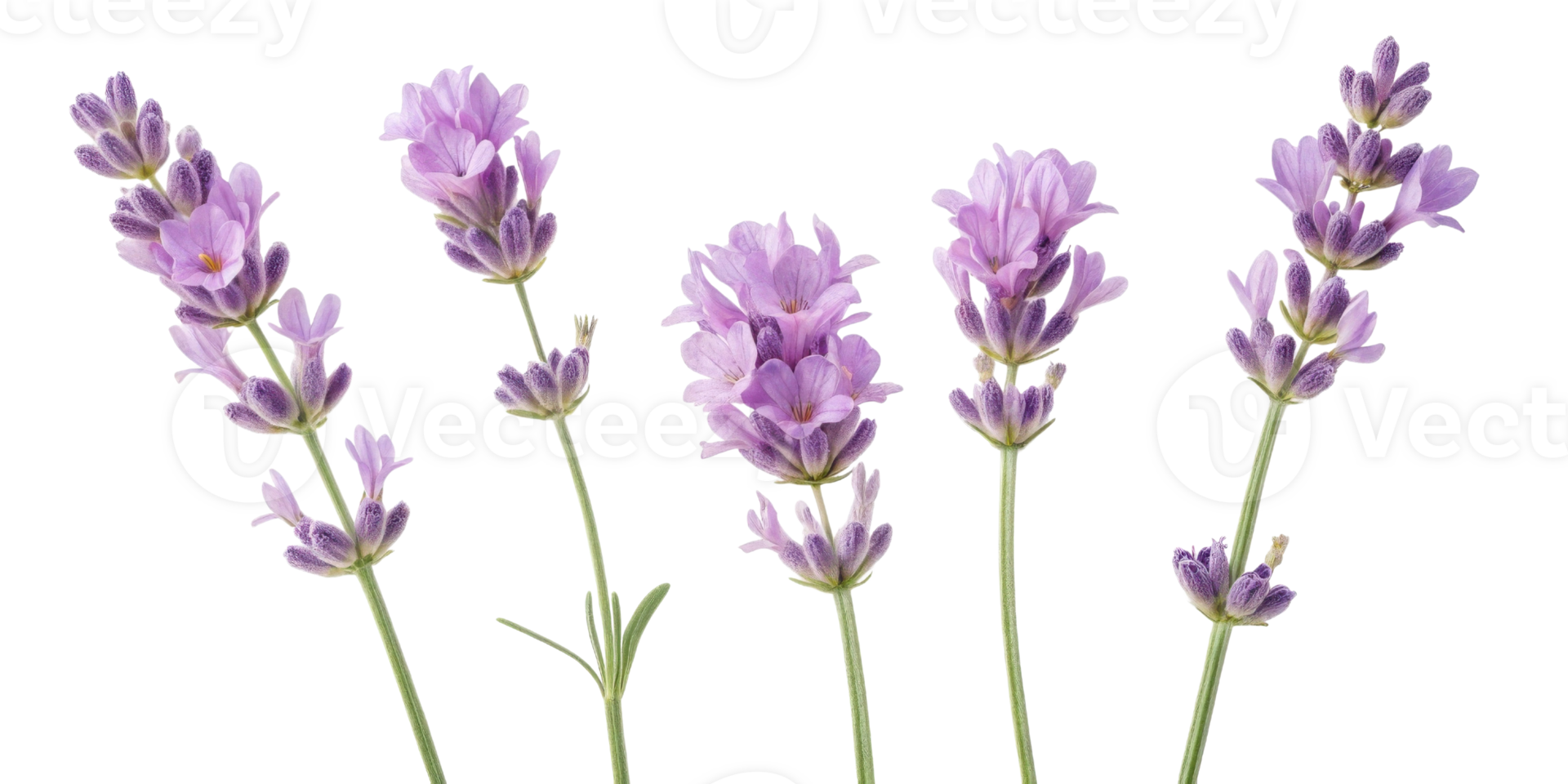 Lavender flowers bloom gracefully with delicate purple petals creating serene and calming atmosphere in any setting png