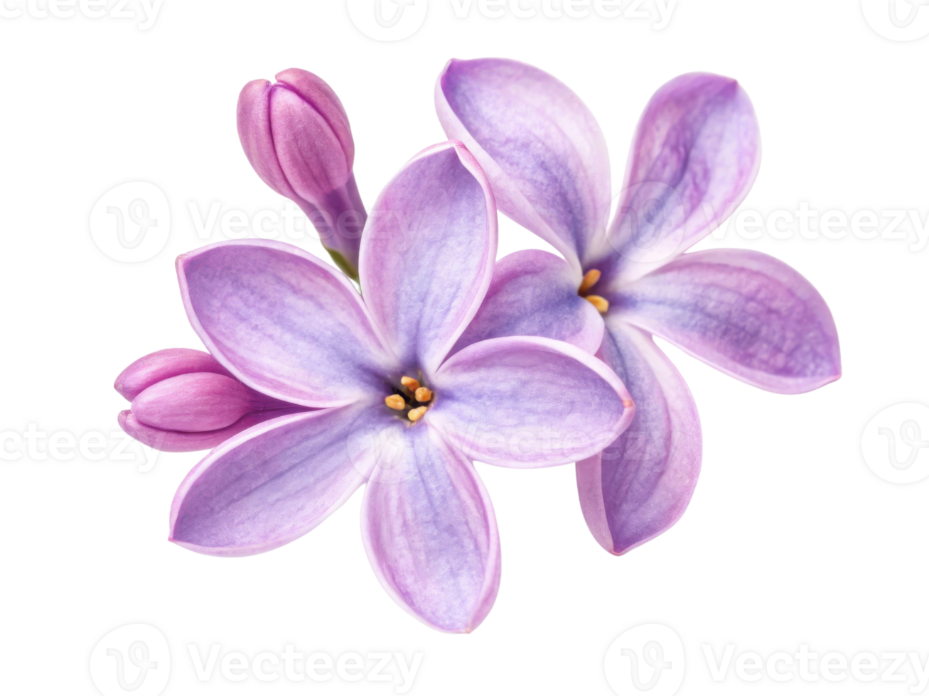 Lavender flowers bloom beautifully with delicate petals and vibrant colors, creating serene and calming atmosphere png