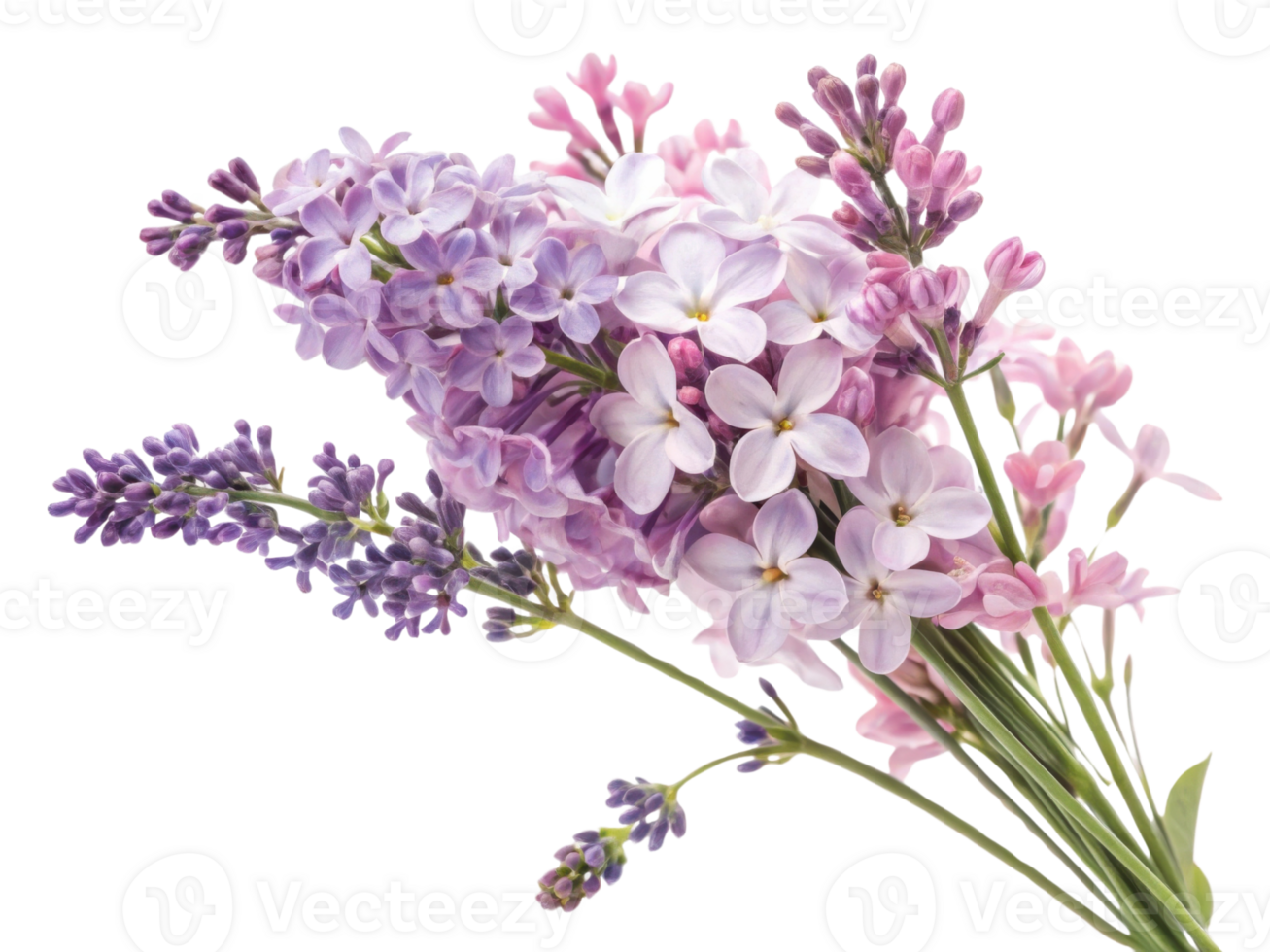 Lavender flowers bloom beautifully in vibrant bouquet showcasing delicate petals and enchanting colors that evoke sense of tranquility png
