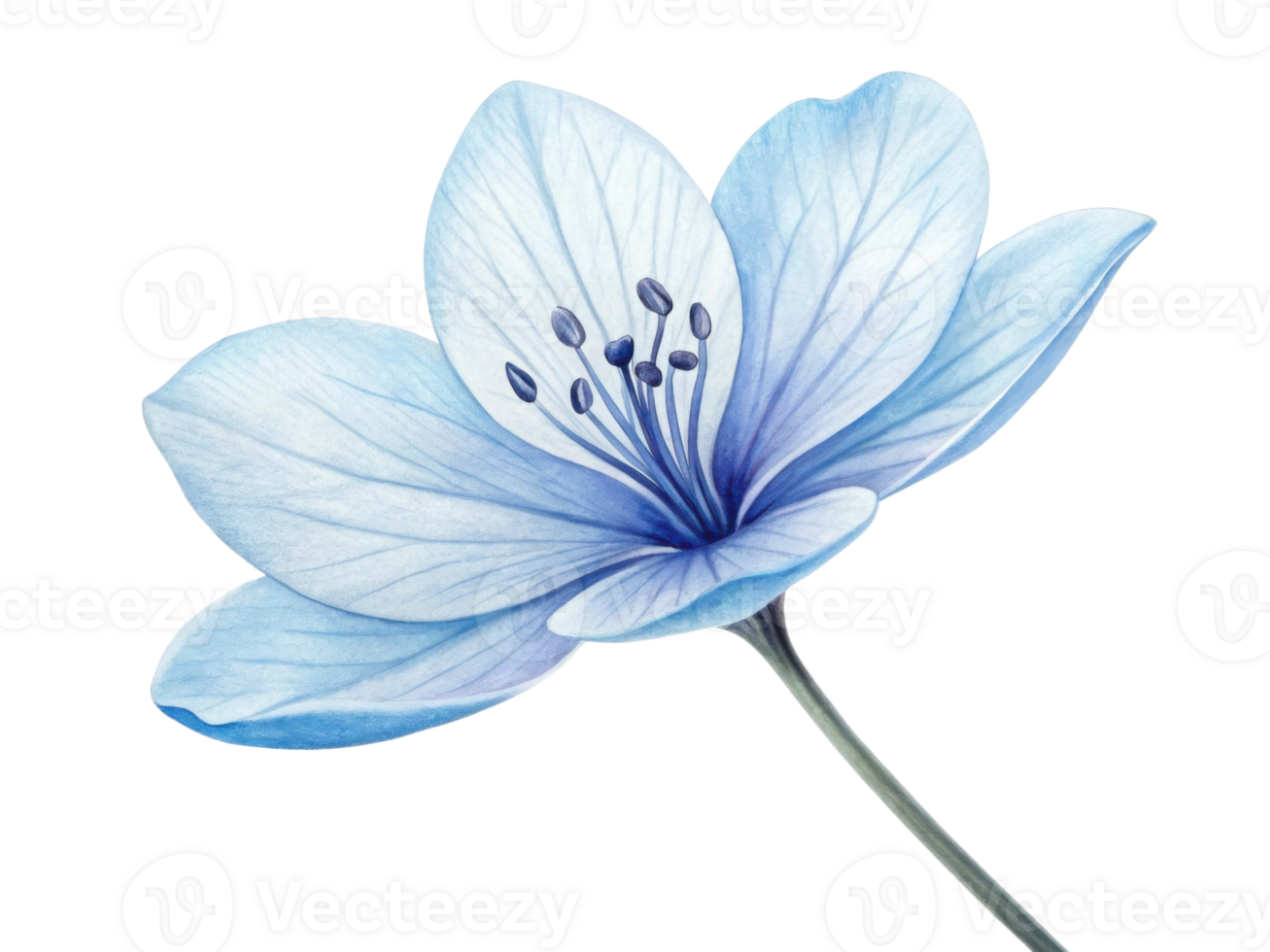 delicate lavender flower with soft blue petals showcases nature beauty and elegance, inviting sense of calm and tranquility png