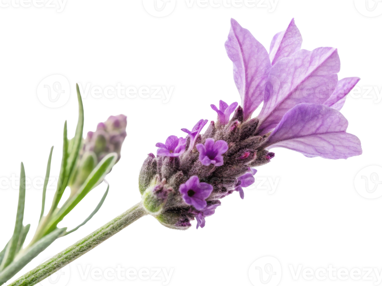 Lavender flower blooms beautifully with delicate purple petals and green leaves, evoking sense of calm and tranquility png