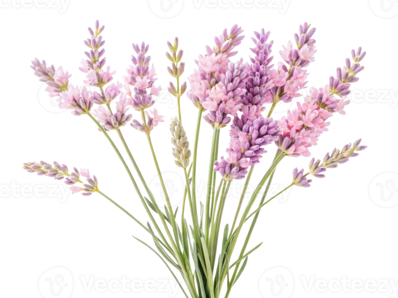 Lavender flowers bloom beautifully in shades of purple and pink, creating serene and calming atmosphere in any setting png