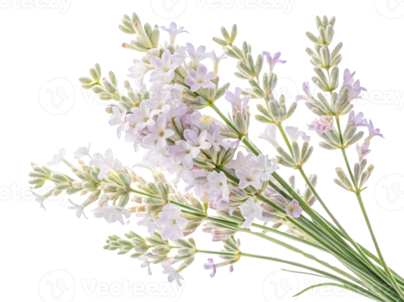 Lavender flowers bloom beautifully, creating serene atmosphere with their delicate petals and calming fragrance png