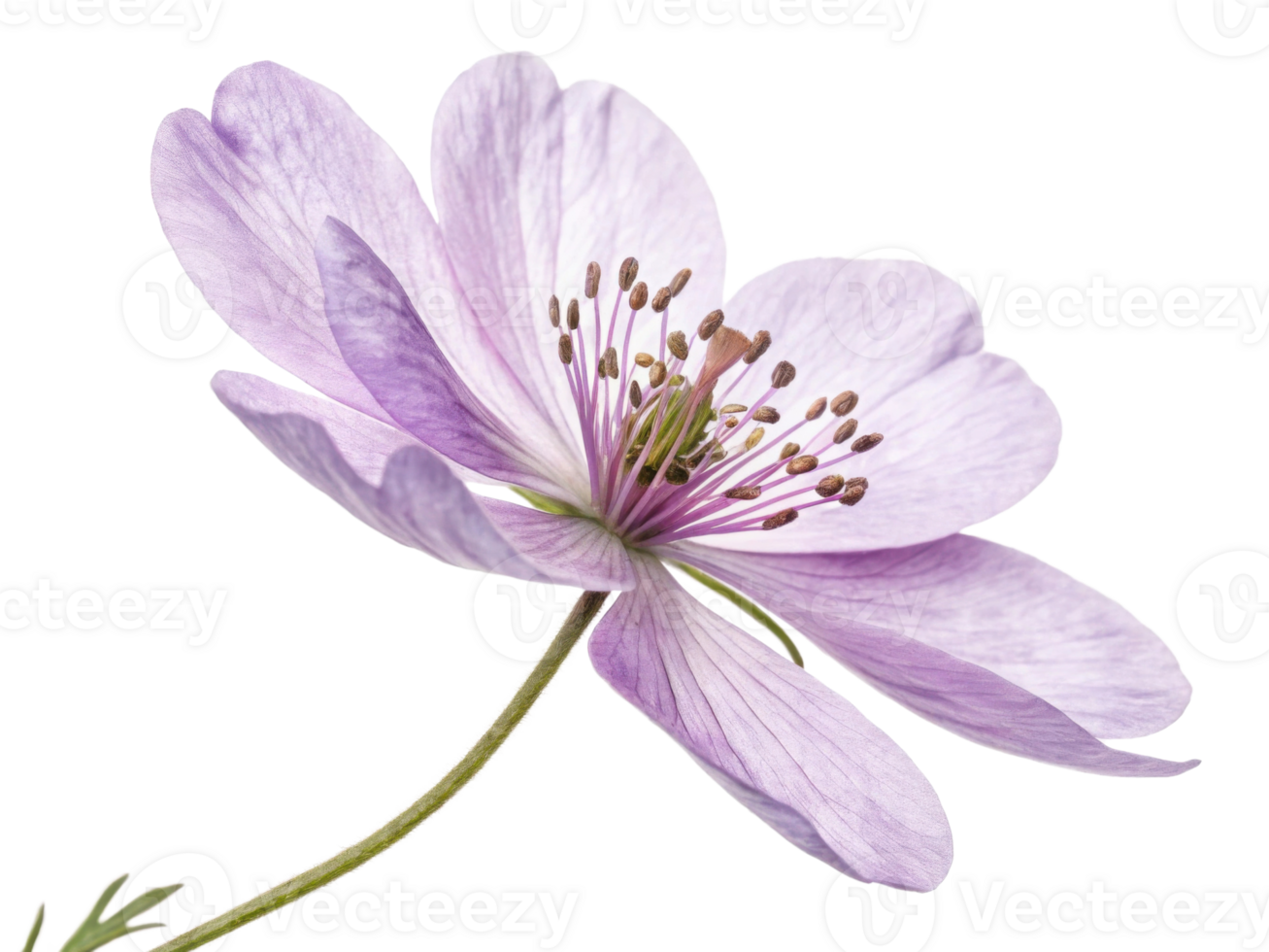 delicate lavender flower blooms gracefully showcasing its soft petals and intricate details, embodying nature beauty and tranquility png