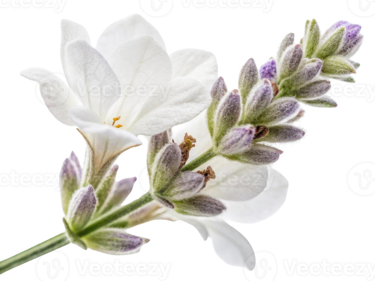 Lavender flowers bloom beautifully with delicate white petals and purple accents, creating serene and calming atmosphere png
