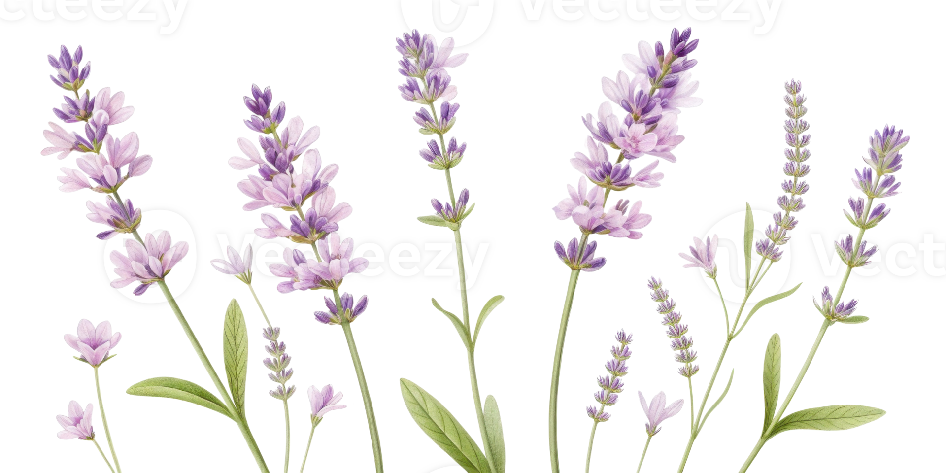 Lavender flowers bloom gracefully in soft hues, creating serene and calming atmosphere that enchants senses png