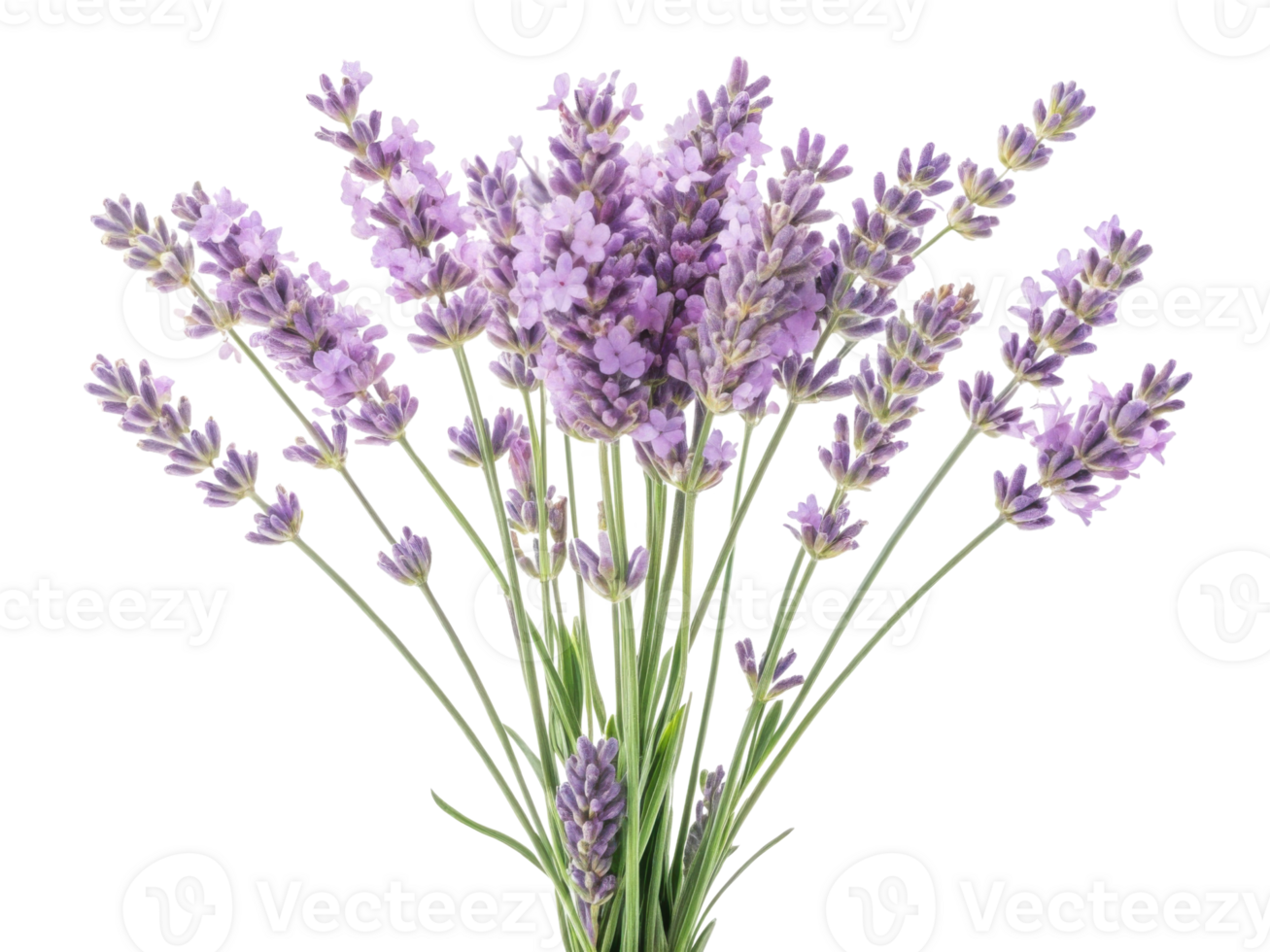 Lavender flowers bloom beautifully in vibrant display of purple hues creating calming and serene atmosphere png