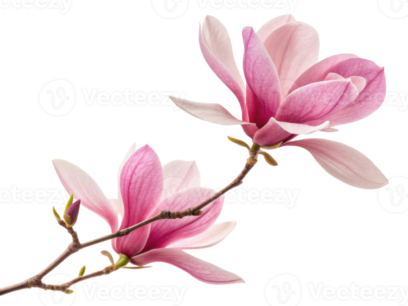 Magnolia flowers bloom beautifully with soft pink petals showcasing nature elegance and charm png