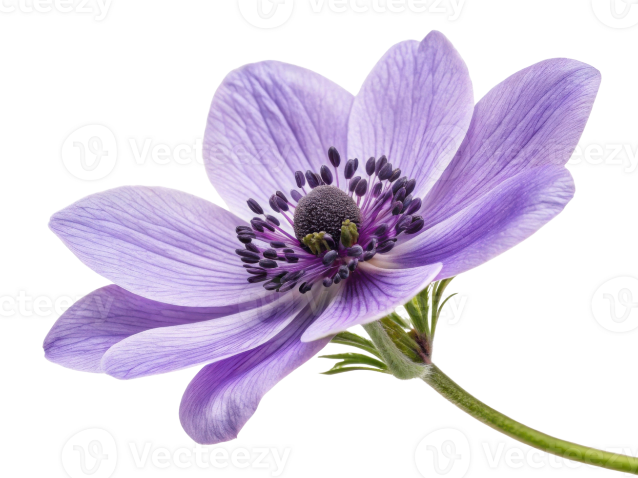 stunning lavender flower showcases delicate petals and intricate details, embodying beauty and tranquility in nature design png