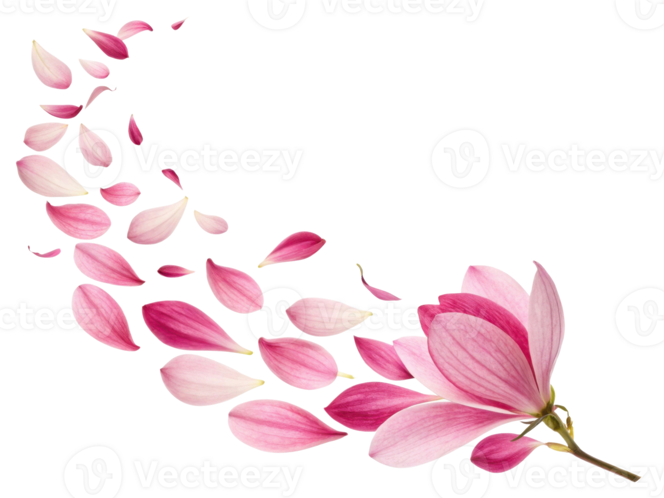 beautiful magnolia flower with delicate pink petals gracefully falling, creating serene and enchanting atmosphere png