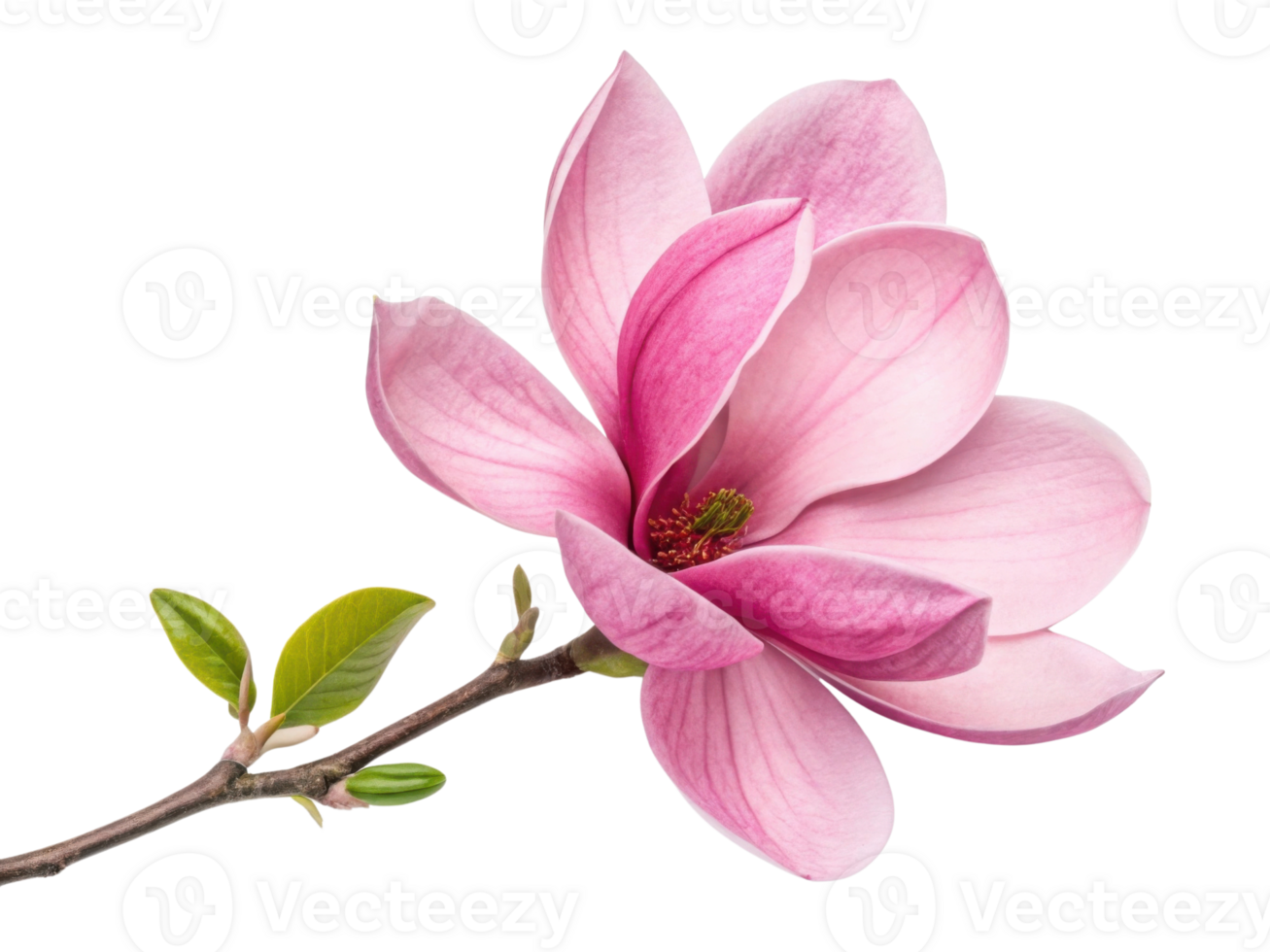 Magnolia flowers bloom beautifully with soft pink petals and vibrant green leaves, creating serene and elegant atmosphere png
