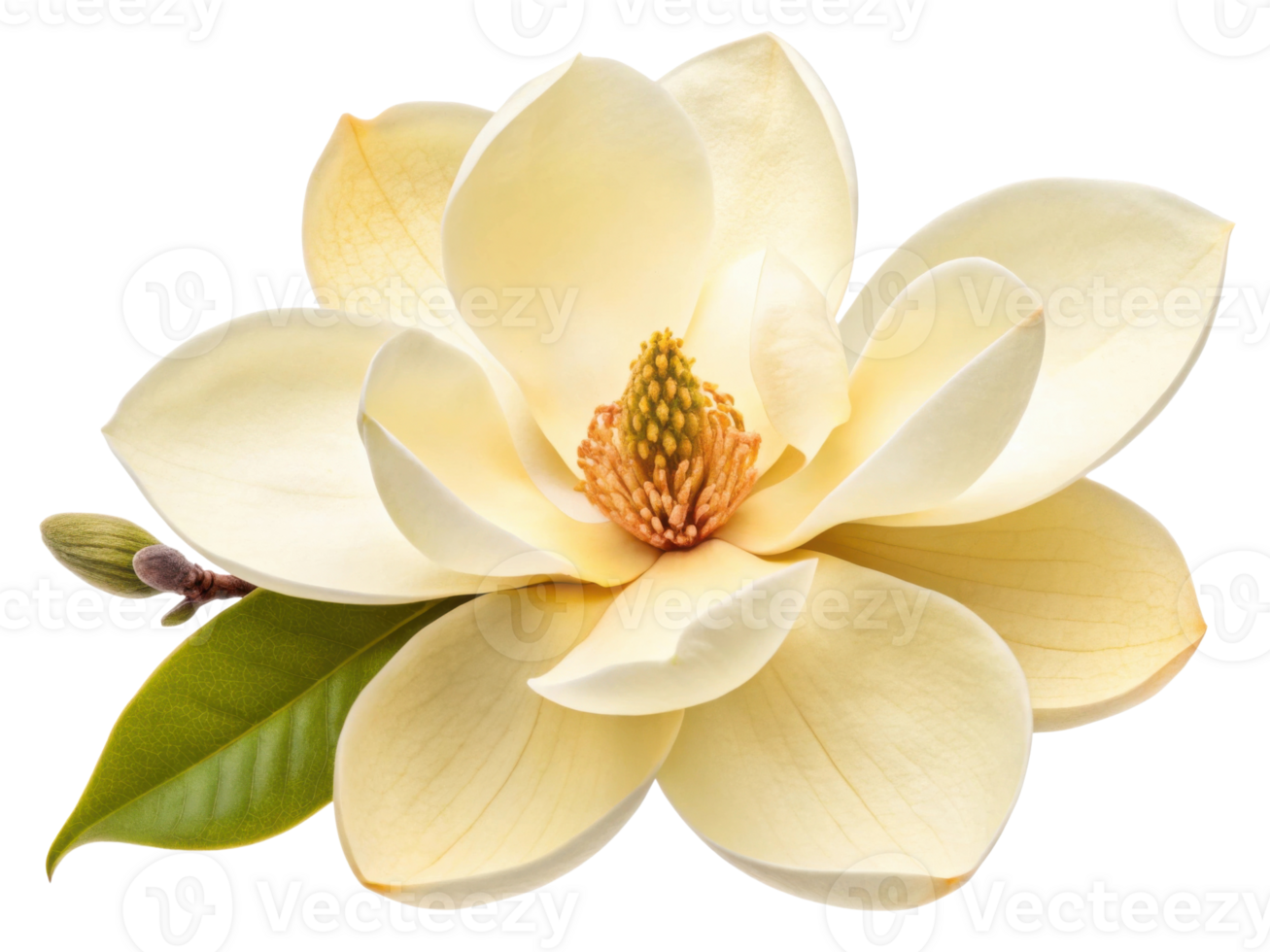 beautiful magnolia flower blooms gracefully showcasing its creamy petals and vibrant center, symbolizing elegance and tranquility png