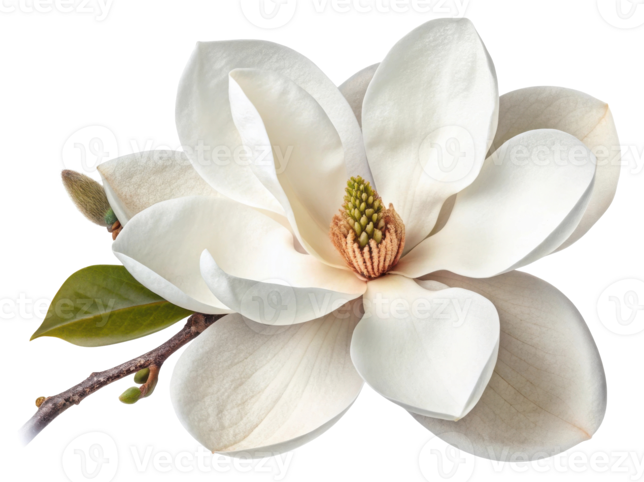 stunning magnolia flower showcases its delicate petals and vibrant center, embodying beauty and elegance in nature design png