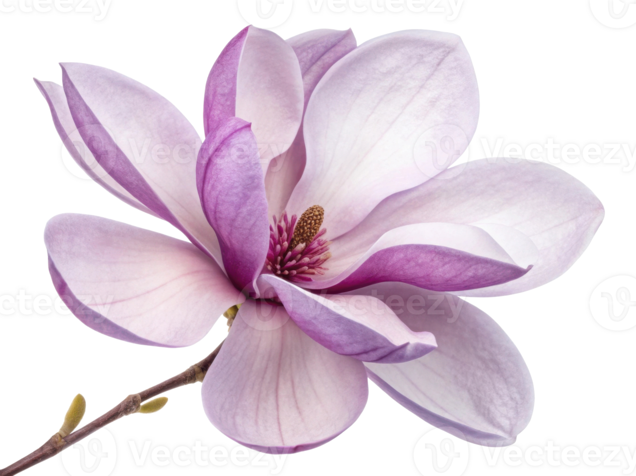Magnolia flower blooms beautifully with delicate petals showcasing shades of pink and white, evoking sense of tranquility and elegance png
