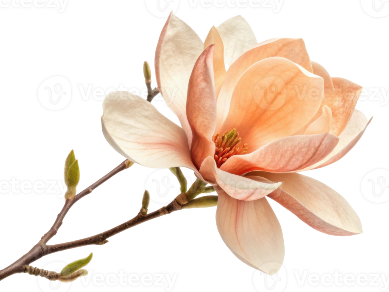 beautiful magnolia flower blooms gracefully showcasing its delicate petals and vibrant colors. This stunning flower symbolizes beauty and elegance png